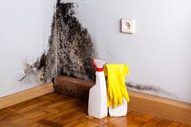 Why You Should Choose Our Mold Remediation Services in Bowling Green, VA